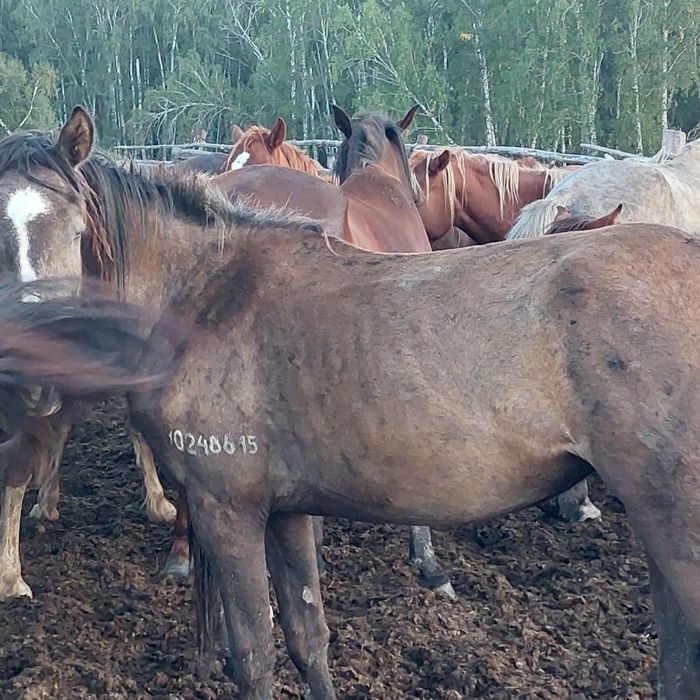 Продам табун лошадей