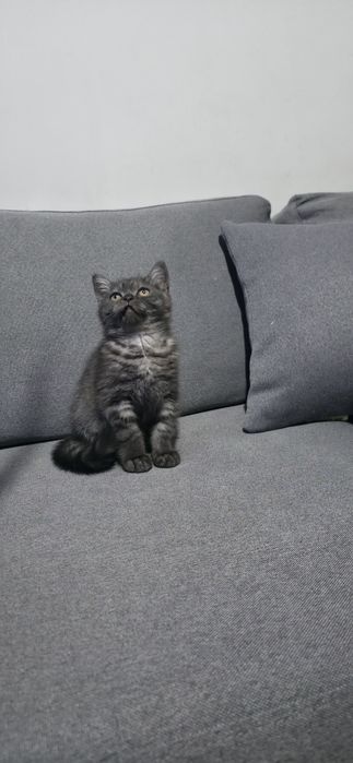 Примтоаивпю котят в хорошие руки!