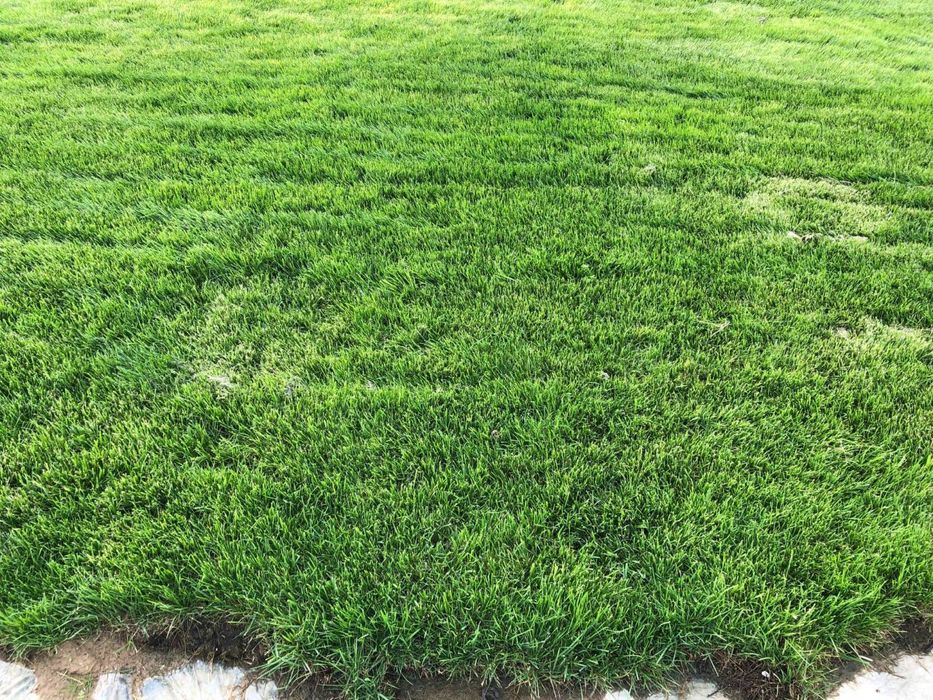 тайор газон сотилади