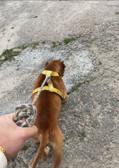 Питбуль сотилади