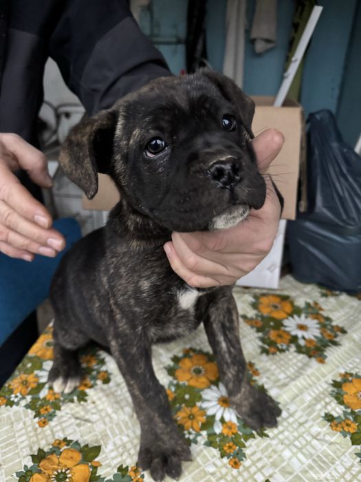 Женско кученце Cane Corso