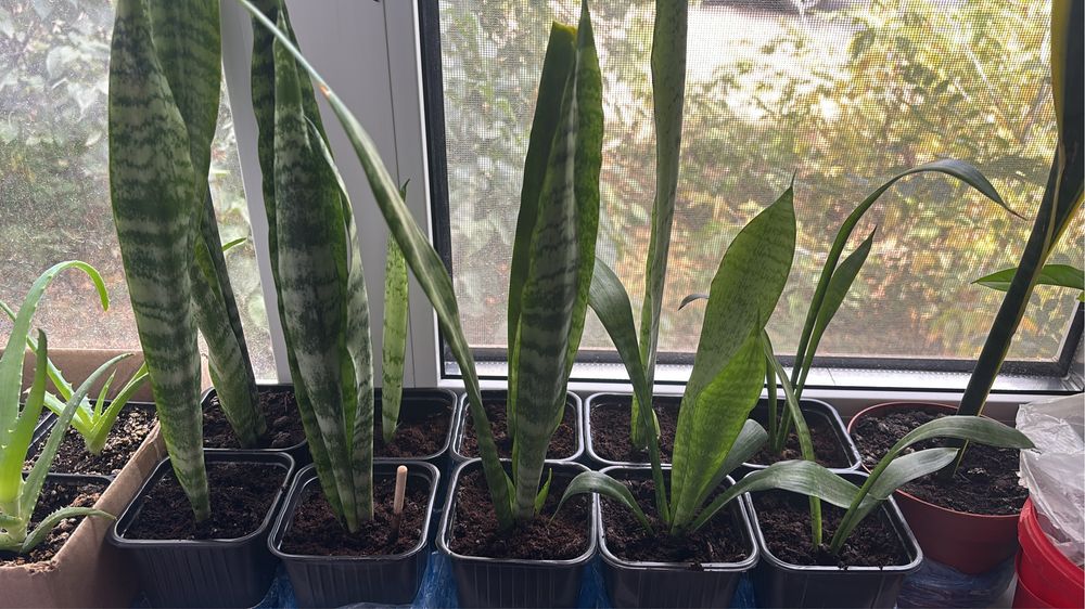 Цветы Сансевиерия сигониум