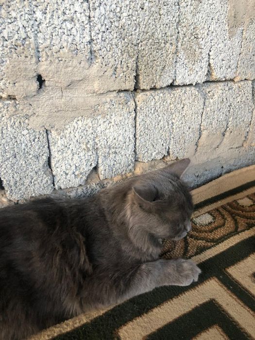 Мысық сатылады!!!