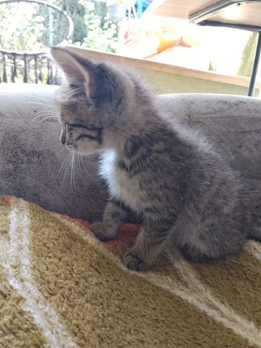 Отдам котенка в хорошие руки