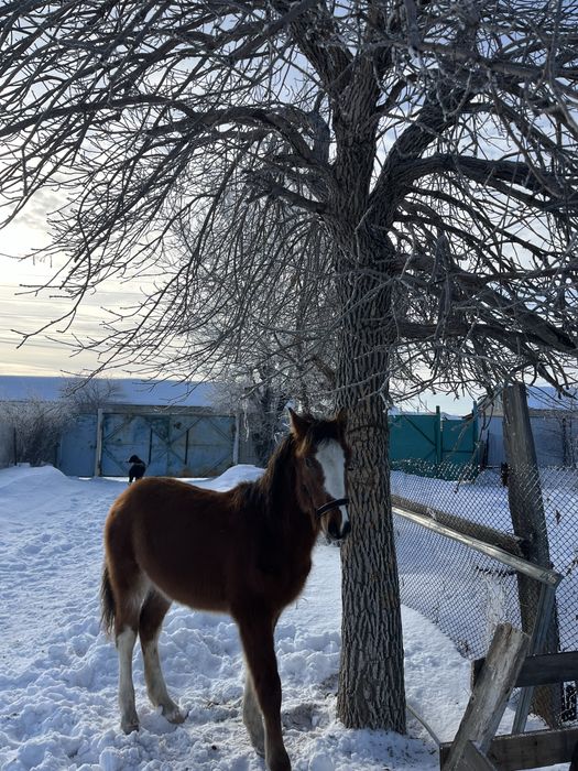 Еркек жабағы сатылады