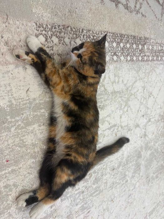 Стерилизованная КОШКА