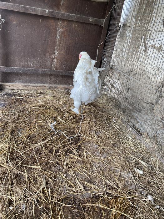 Продается петух