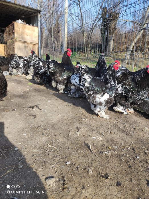 Vând oua cochinchina uriaș bobat