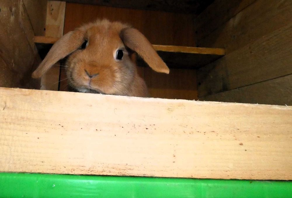 Iepuri berbec pitic rosu