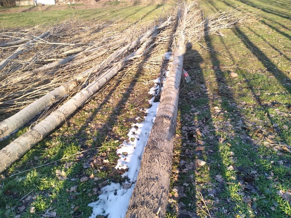 Terak sotiladi pilaramlik xuddi siz xoxlaganday uzun yirik.