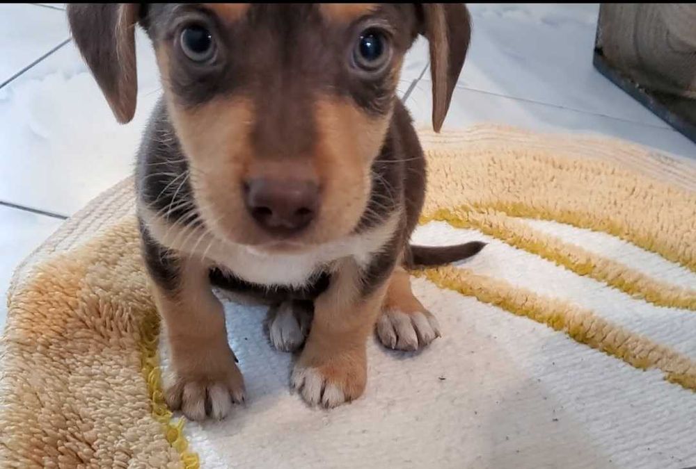 Pui de Cățel – 4 Luni – Sănătoși