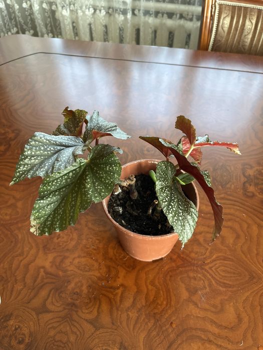 Бегонии, филодендроны