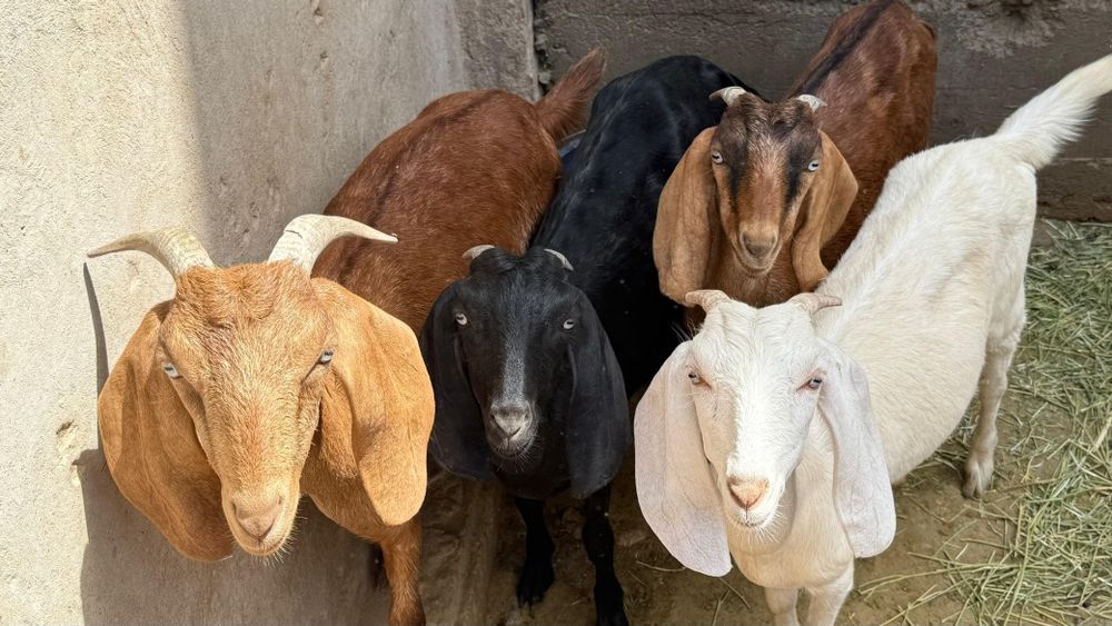 Битал козлято...