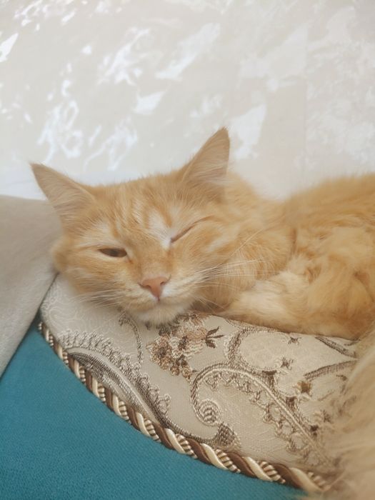 Отдам даром игривую кошку