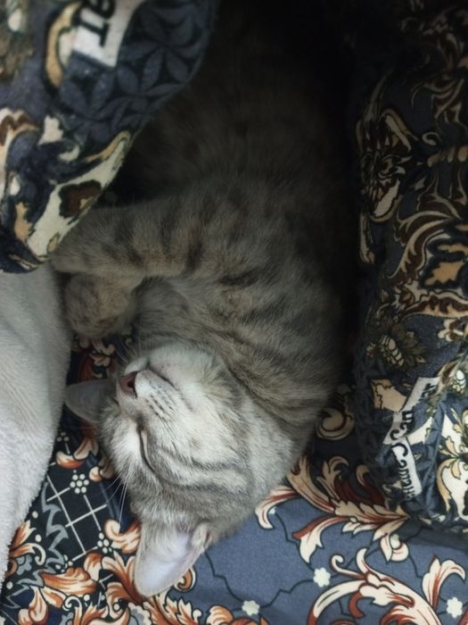 Домашняя красивая кошка