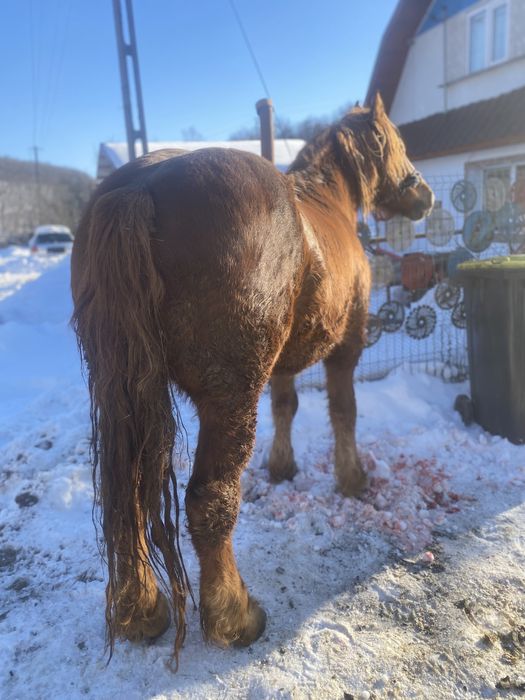 Vand cal castrat de 6 ani