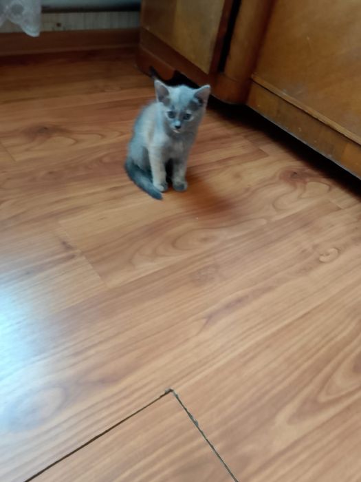 Котята бесплатно.очень шустрые