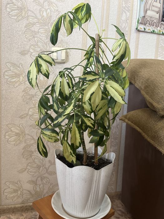 Продам комнатные цветы