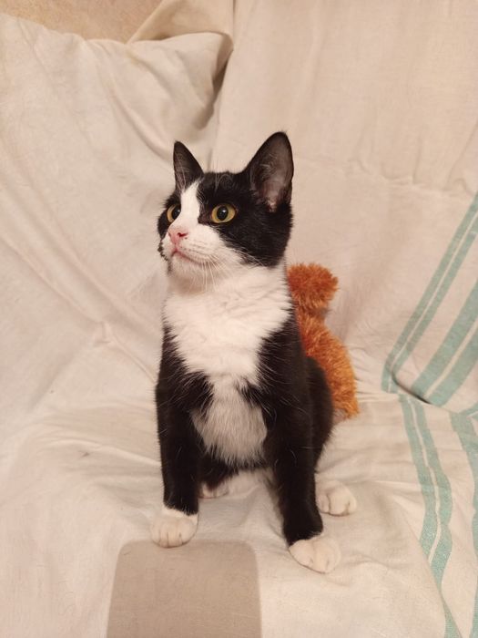 Котенок Алор (мальчик) 5месяцев