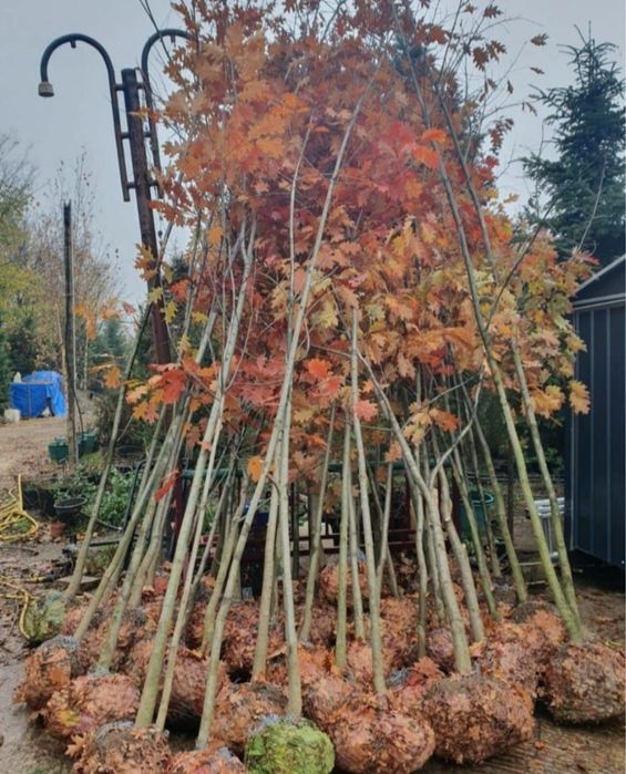 Platan englezesc tei mesteacan prunus plante ornamentale