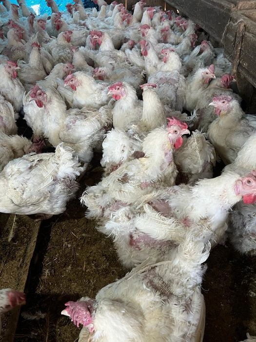 Куры бролерные большие