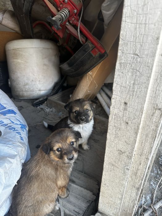 Щенки ищут свой дом