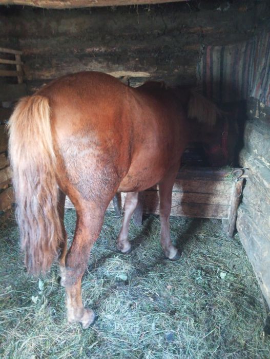 Mânz de vânzare de 1 an si jumătate