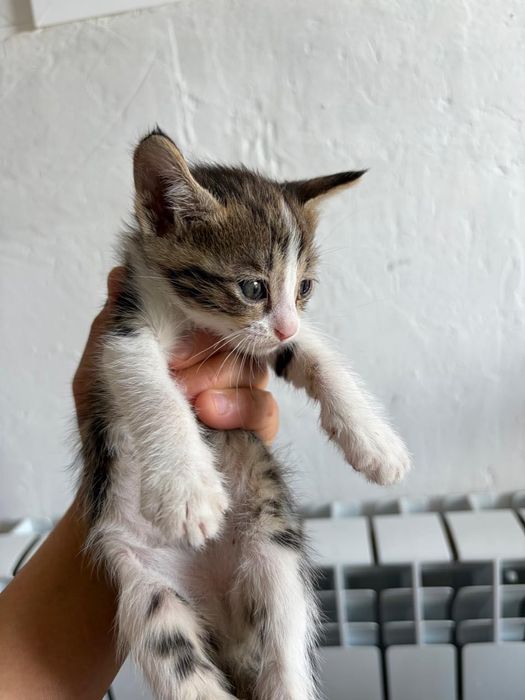 КОТЯТА в добрые руки!!!