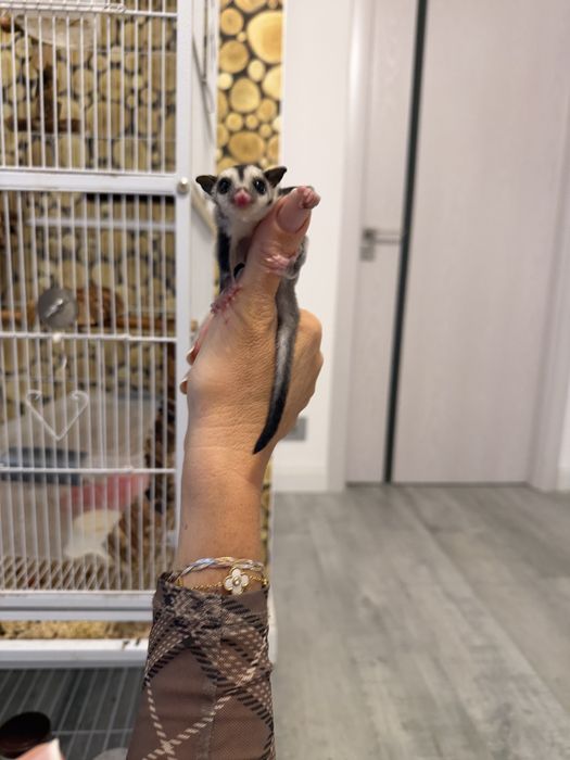 Sugar glider veverita zburatoare