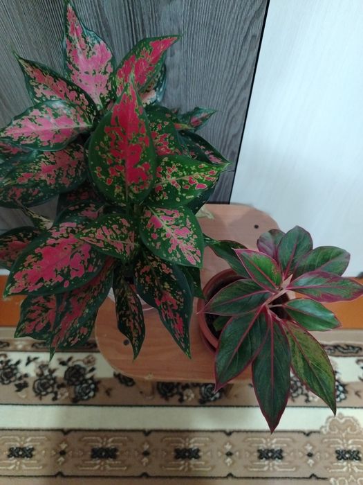 Продам комнатный цветок