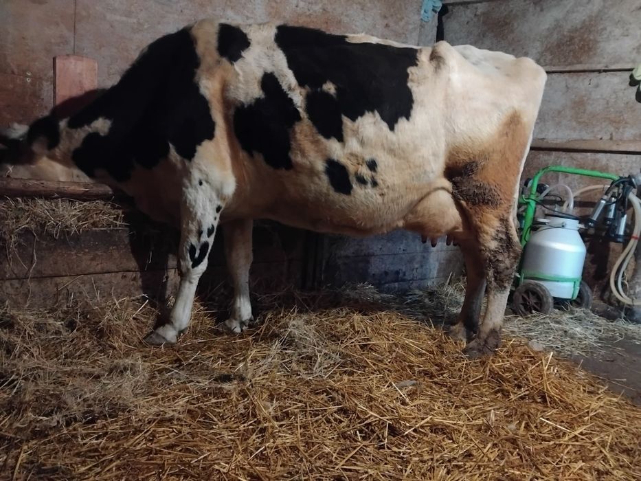 Vând vacă de lapte