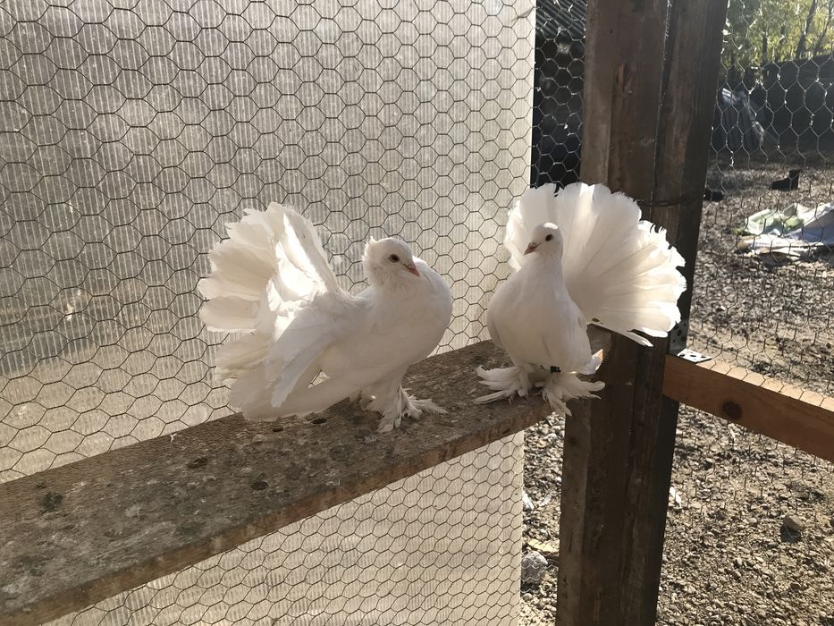 Porumbei voltati indieni si maghiari!