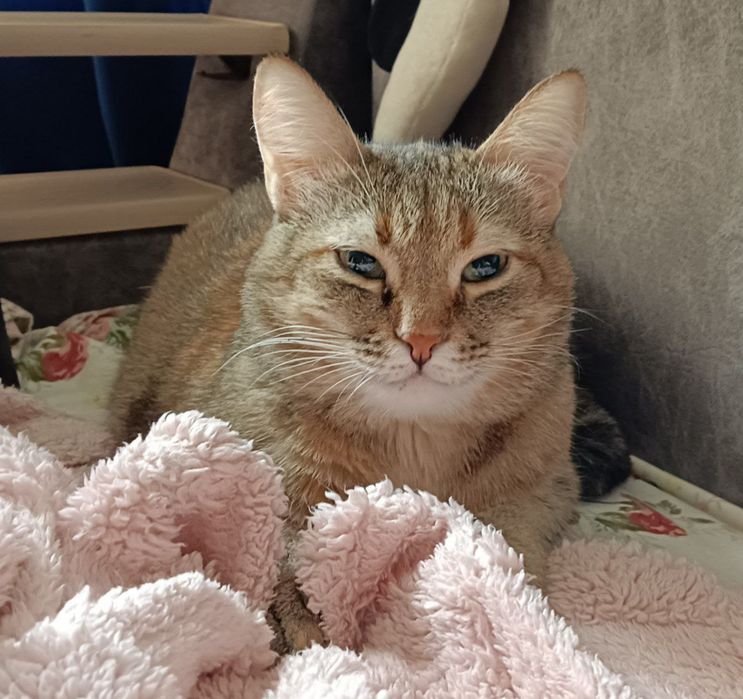 Отдадим Кошку в хорошие руки