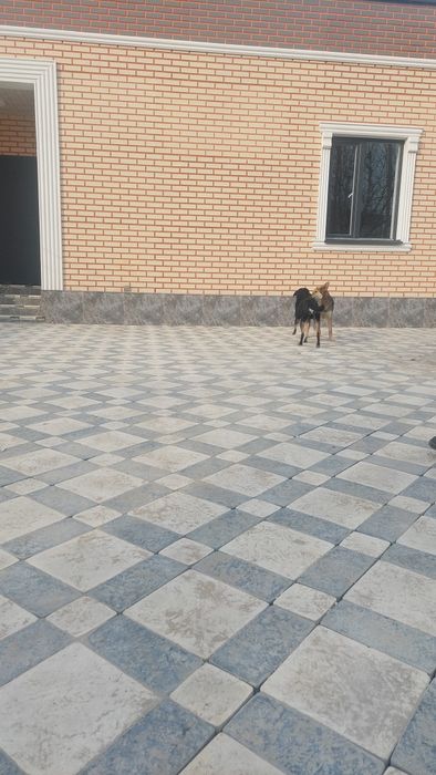 Собака (ит сатылады)