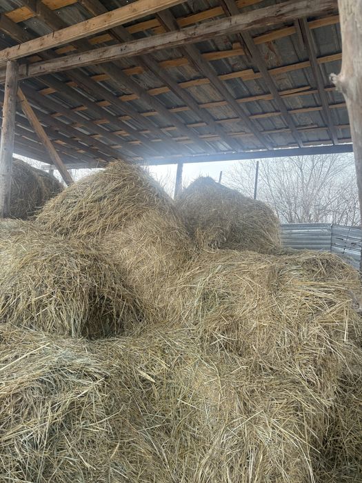 Сено в больших тюках