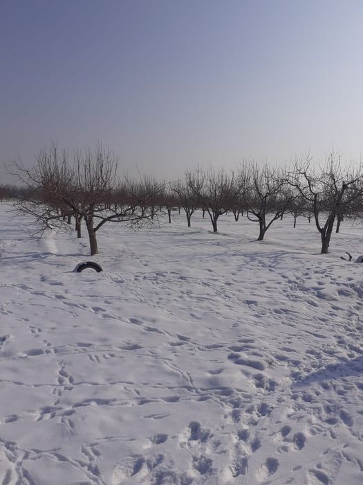 Сдам в аренду фазенду Николаевка
