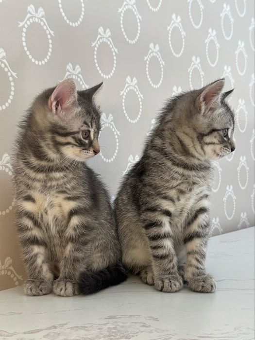 Продам котят в добрые руки