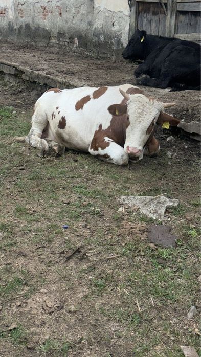 Vand Taur Bălțat