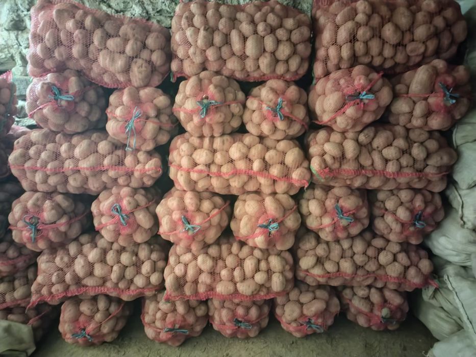 Cartofi de consum Bella Rosa