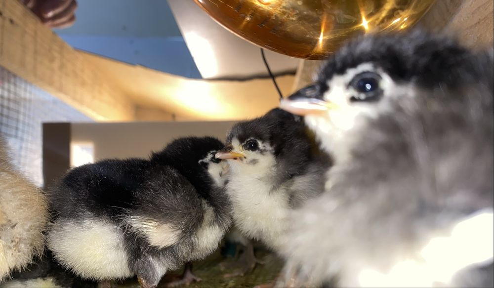 Pui araucana si australorp
