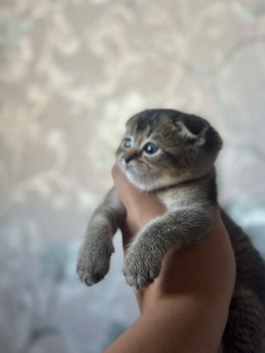Кошки шеншеллааа