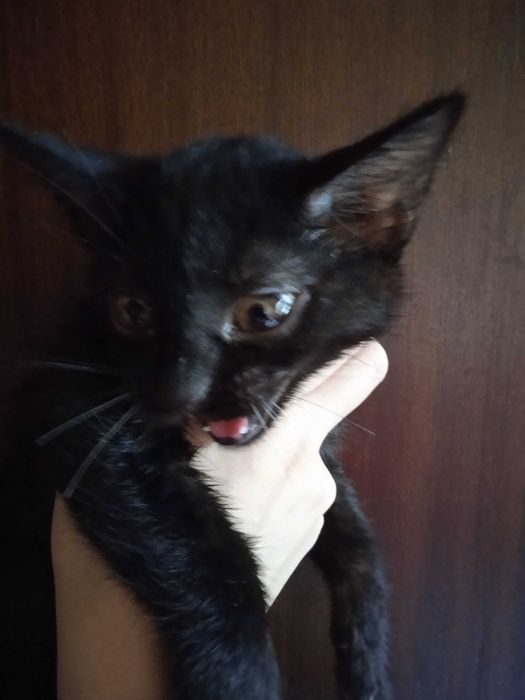 Красивые котята -девочки, 3 месяца.