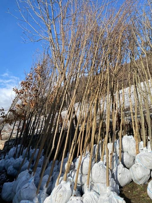 Plante ornamentale la preturi imbatabile