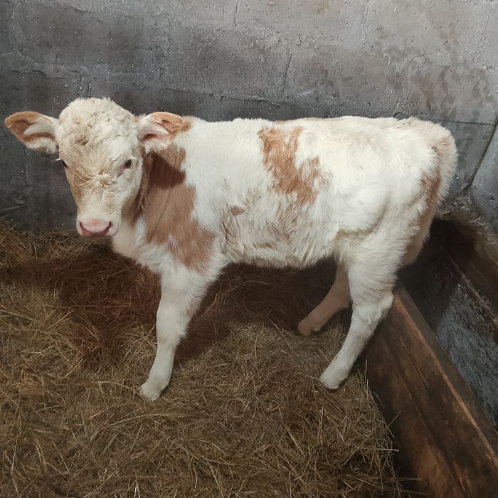 Продается теленок