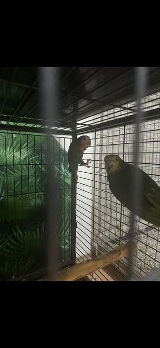Papagali caique & amazon