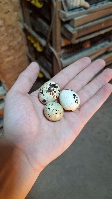 Перепелиные яйца