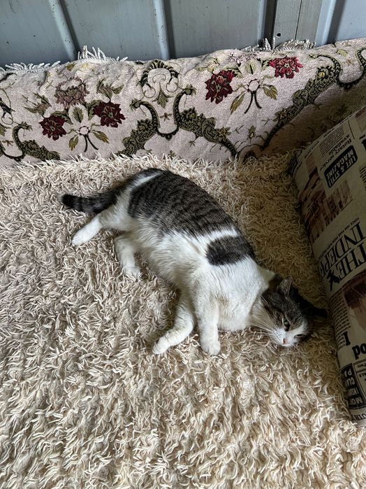 Кошка в добрые руки