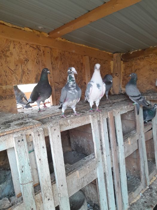 Desființez crescătorie porumbei