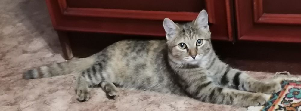 Котенок в добрые руки