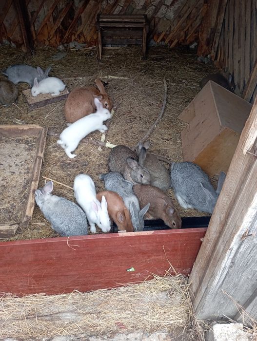 Продам кроликов.